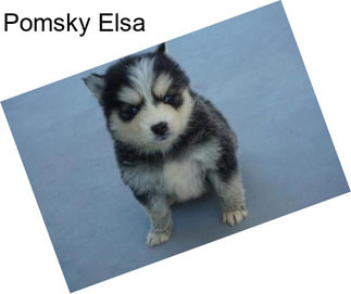 Pomsky Elsa