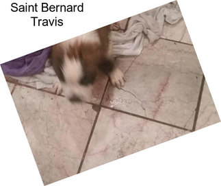 Saint Bernard Travis