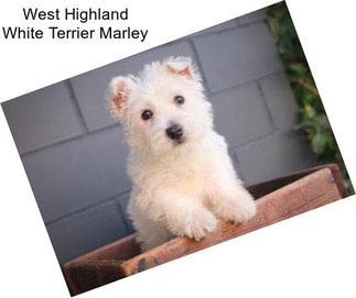 West Highland White Terrier Marley