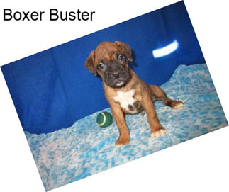Boxer Buster