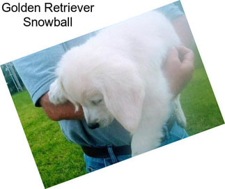 Golden Retriever Snowball
