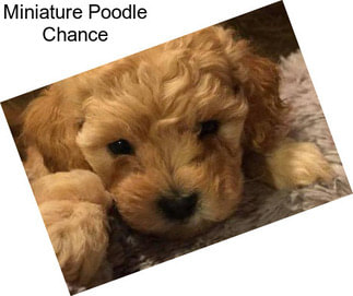 Miniature Poodle Chance