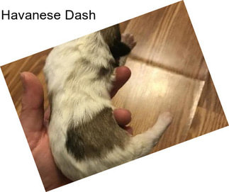 Havanese Dash