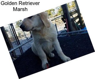 Golden Retriever Marsh