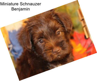 Miniature Schnauzer Benjamin