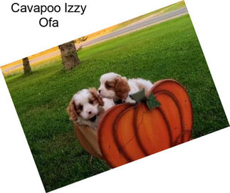 Cavapoo Izzy Ofa