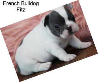 French Bulldog Fitz