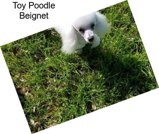 Toy Poodle Beignet