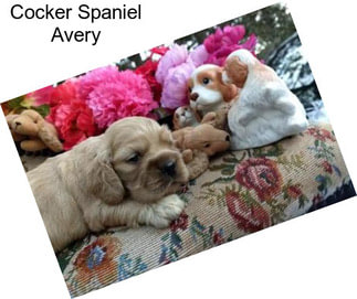 Cocker Spaniel Avery