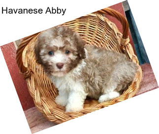 Havanese Abby