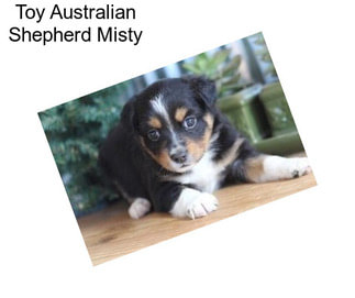 Toy Australian Shepherd Misty