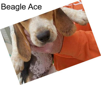 Beagle Ace