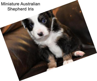 Miniature Australian Shepherd Iris