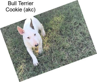 Bull Terrier Cookie (akc)