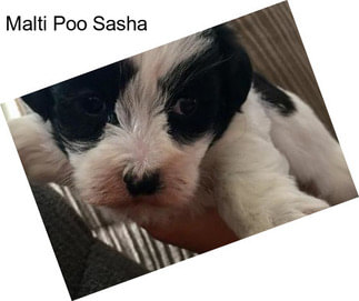 Malti Poo Sasha