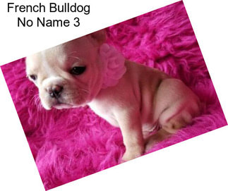 French Bulldog No Name 3