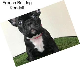 French Bulldog Kendall