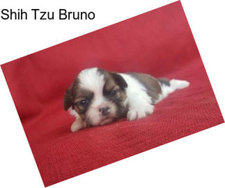 Shih Tzu Bruno