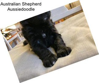 Australian Shepherd Aussiedoodle