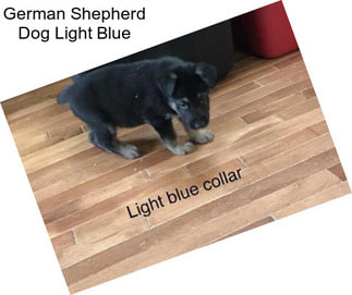 German Shepherd Dog Light Blue