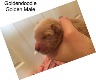 Goldendoodle Golden Male