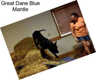 Great Dane Blue Mantle