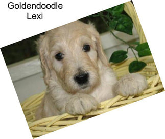 Goldendoodle Lexi