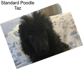 Standard Poodle Taz