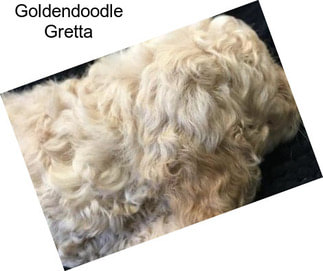 Goldendoodle Gretta