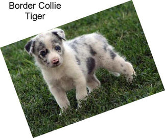Border Collie Tiger