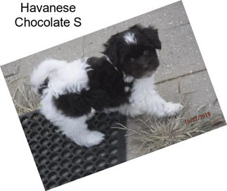 Havanese Chocolate S