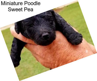 Miniature Poodle Sweet Pea