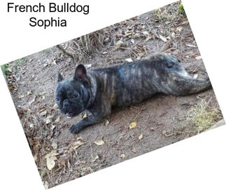 French Bulldog Sophia