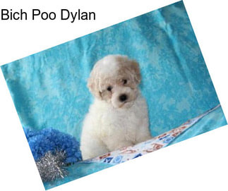 Bich Poo Dylan