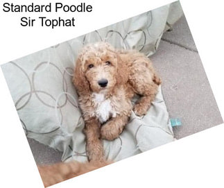 Standard Poodle Sir Tophat
