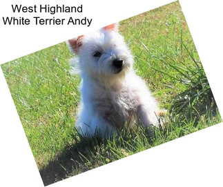 West Highland White Terrier Andy