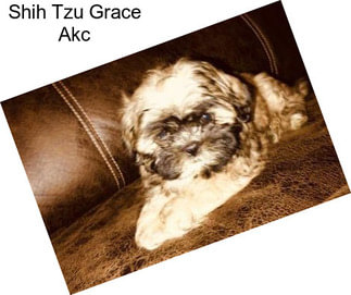 Shih Tzu Grace Akc