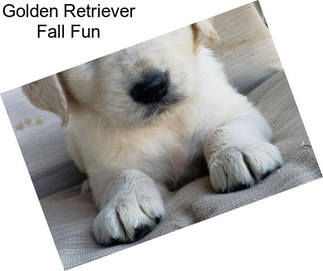 Golden Retriever Fall Fun