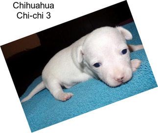 Chihuahua Chi-chi 3