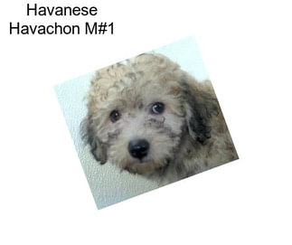 Havanese Havachon M#1