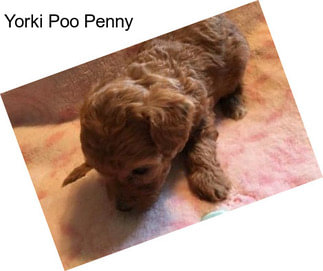 Yorki Poo Penny