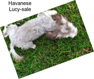 Havanese Lucy-sale