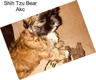 Shih Tzu Bear Akc