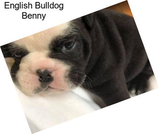 English Bulldog Benny