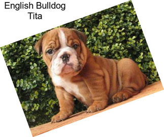 English Bulldog Tita