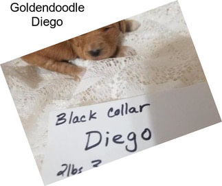 Goldendoodle Diego
