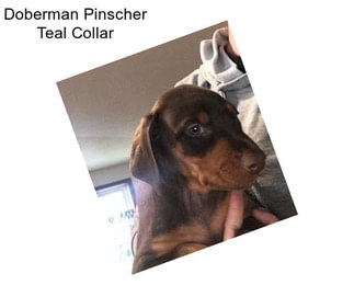 Doberman Pinscher Teal Collar