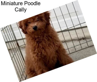 Miniature Poodle Cally