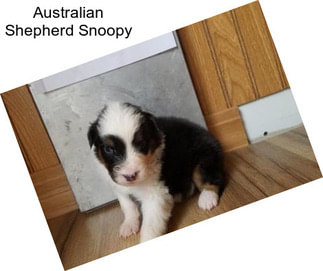 Australian Shepherd Snoopy