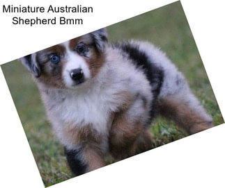 Miniature Australian Shepherd Bmm